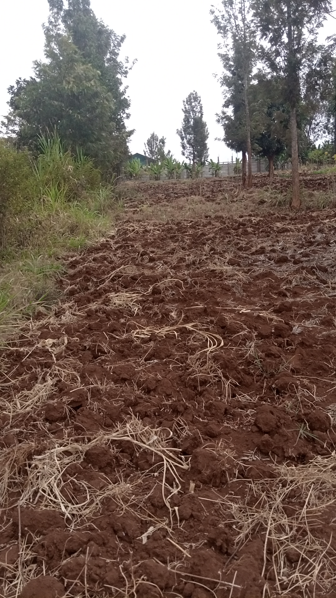 1¼ acre land in Kimorori, Kimorori, Kenya - Photo 12