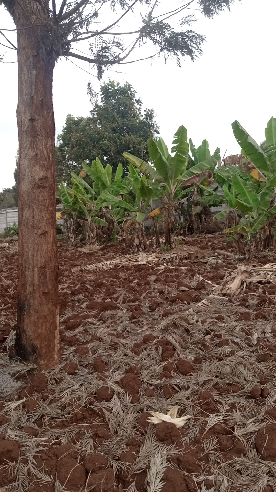 1¼ acre land in Kimorori, Kimorori, Kenya - Photo 2