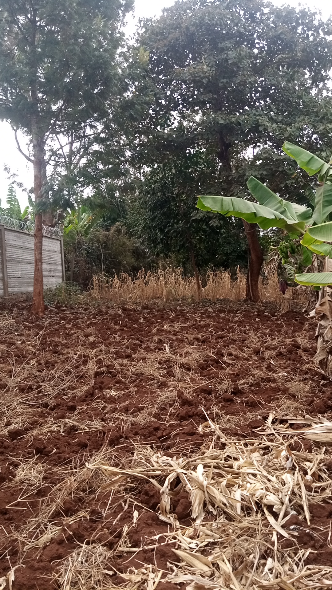 1¼ acre land in Kimorori, Kimorori, Kenya - Photo 6