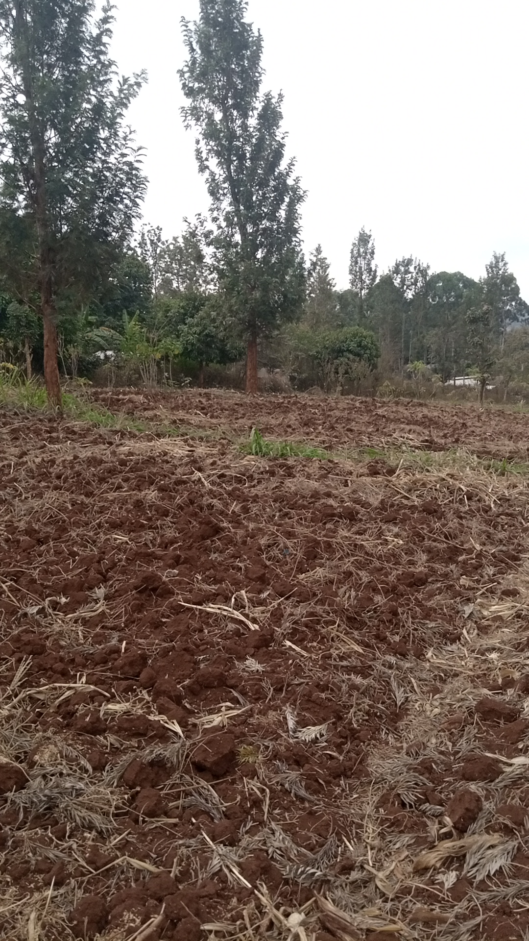 1¼ acre land in Kimorori, Kimorori, Kenya - Photo 3