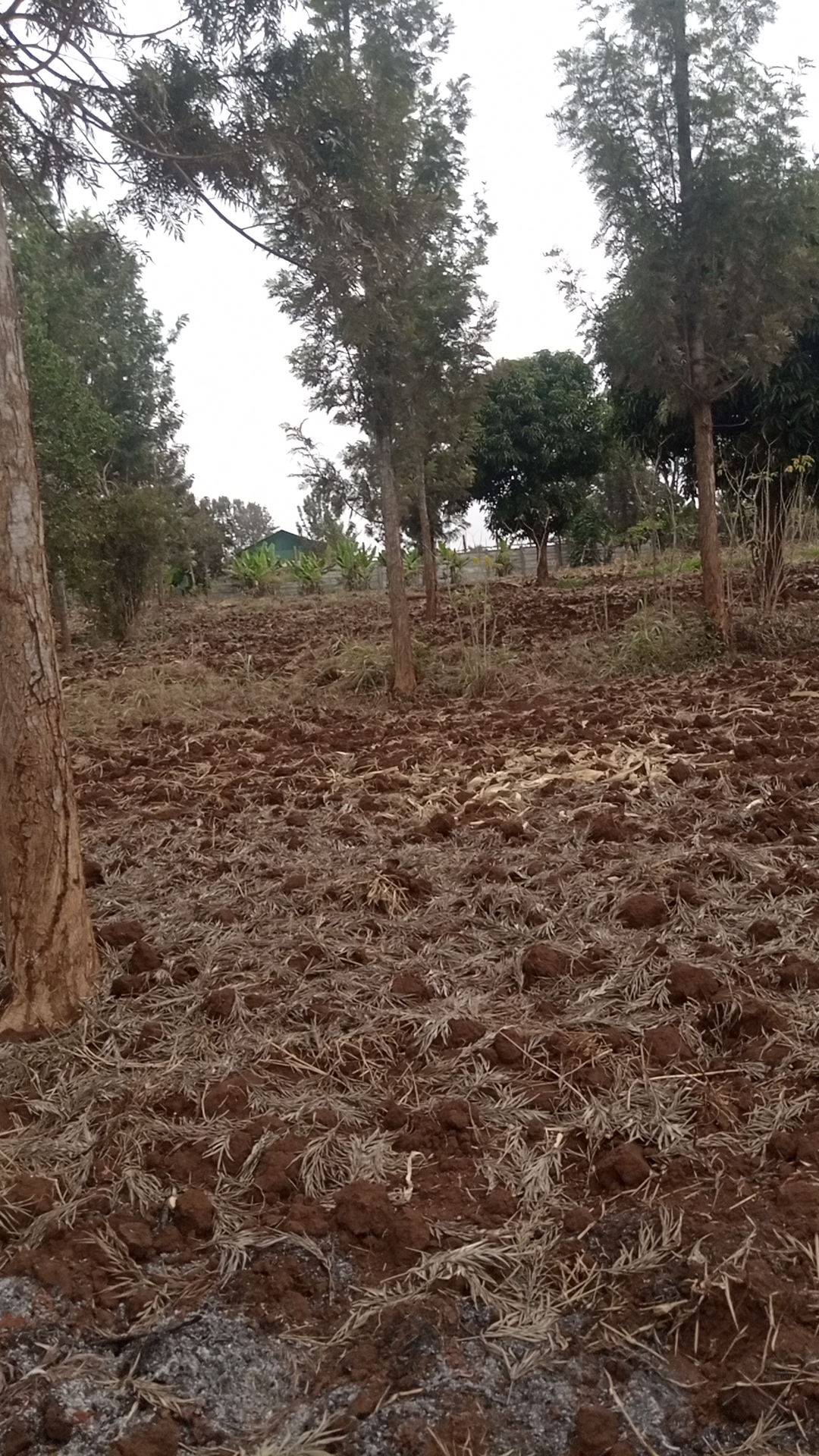 1¼ acre land in Kimorori, Kimorori, Kenya - Photo 10