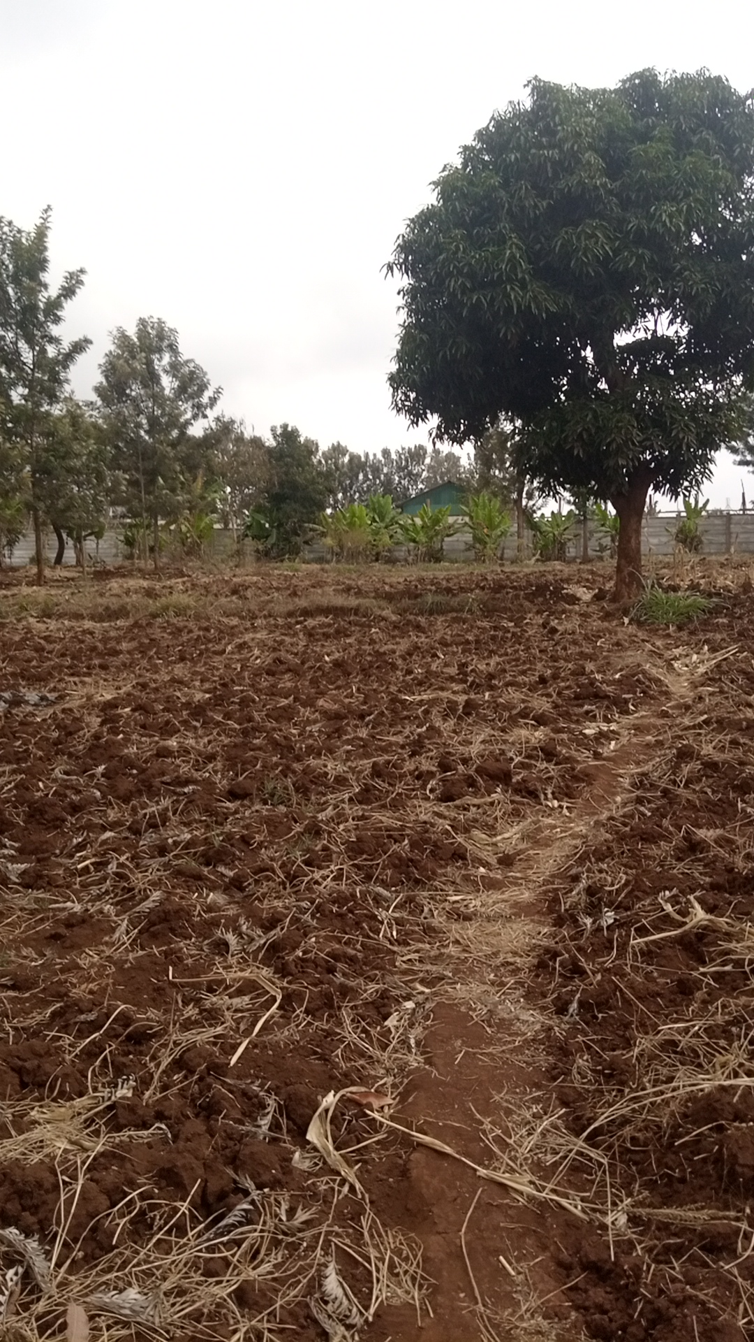 1¼ acre land in Kimorori, Kimorori, Kenya - Photo 8