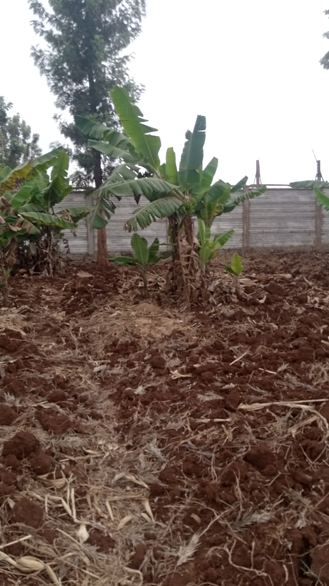 1¼ acre land in Kimorori, Kimorori, Kenya