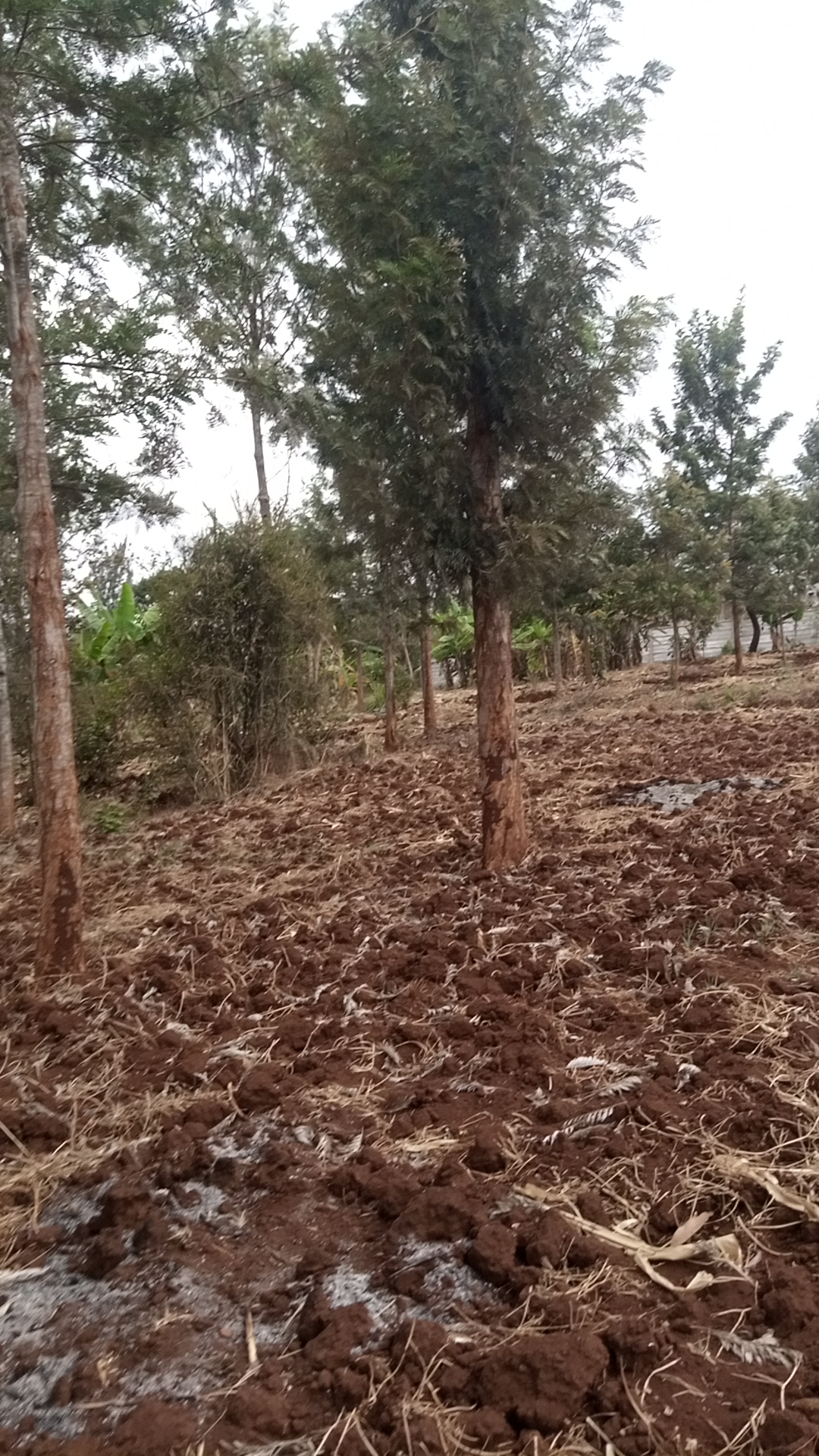 1¼ acre land in Kimorori, Kimorori, Kenya - Photo 9