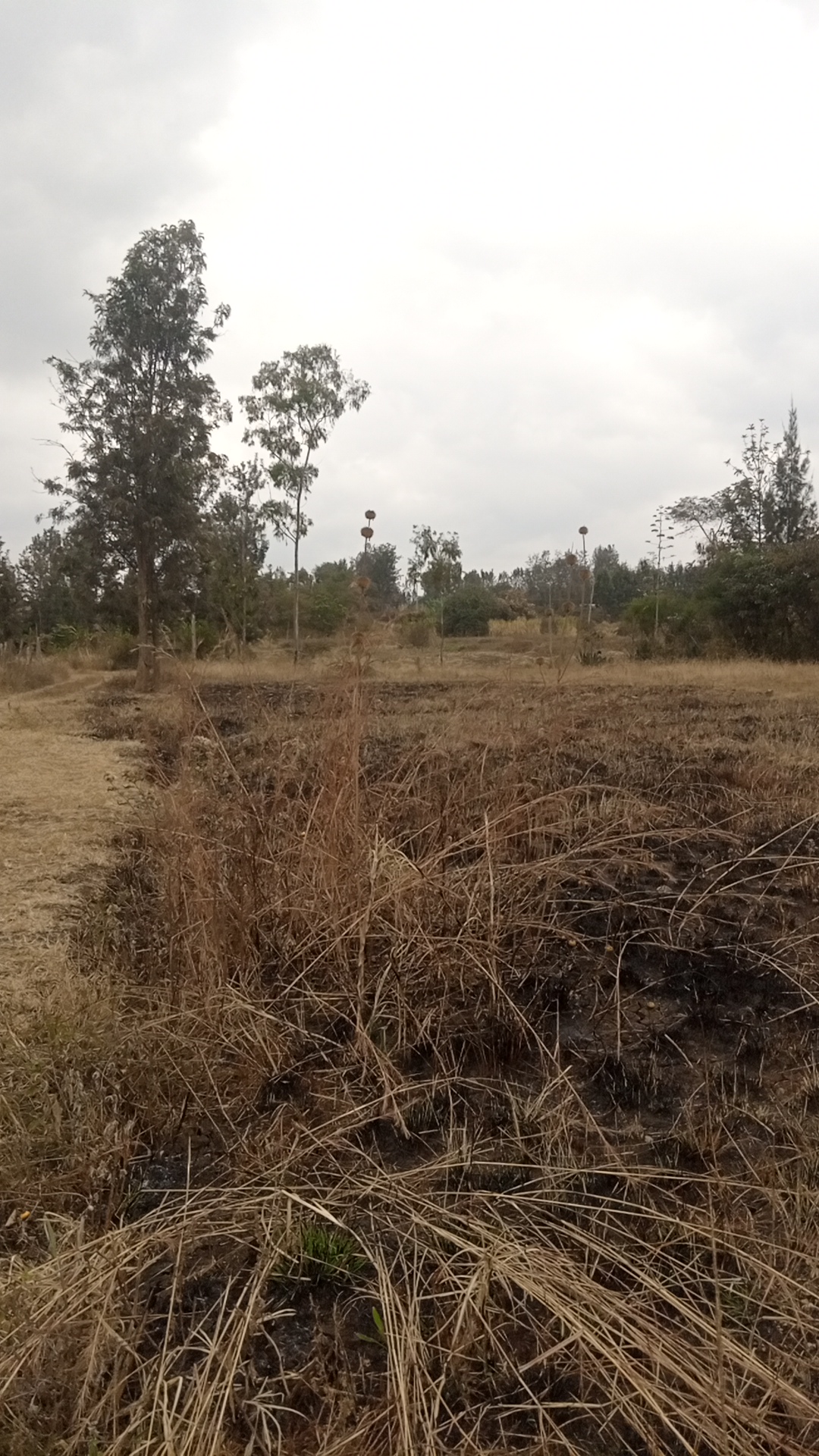 Half acre land at Kshs 11 Million in Kenol town, Karurumo, Kenya - Photo 8
