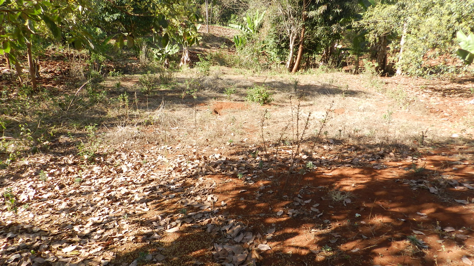 Quater Acre in Gitura Kenol in Gitura, Kagundu-Ini, Kenya - Photo 6